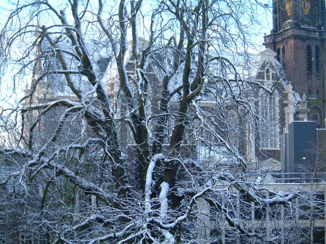 Anne Frank tree